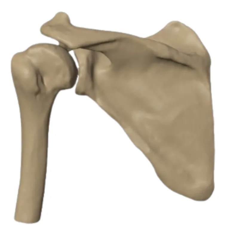 Engagement with the anterior glenoid