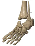 Talus removal and fibular osteotomy