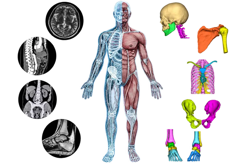 Segmented 3D anatomical models built from CT and MRI data