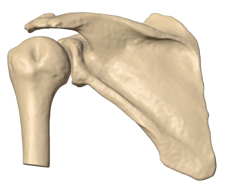 Anterior view of the left shoulder