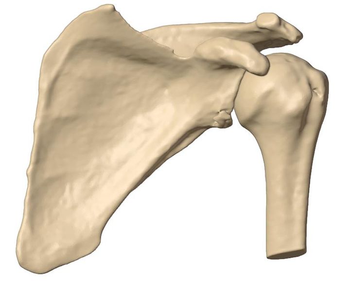 Posterior view
