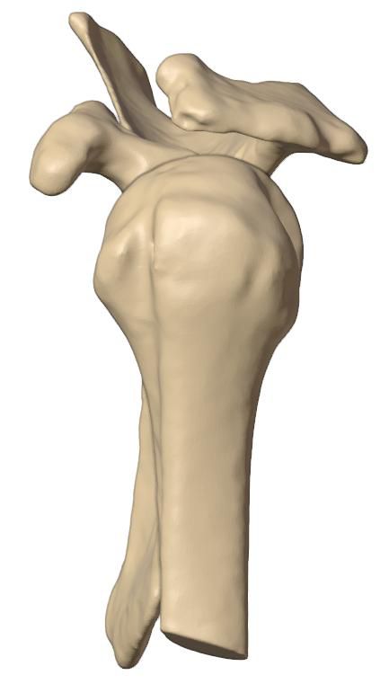 Proximal view