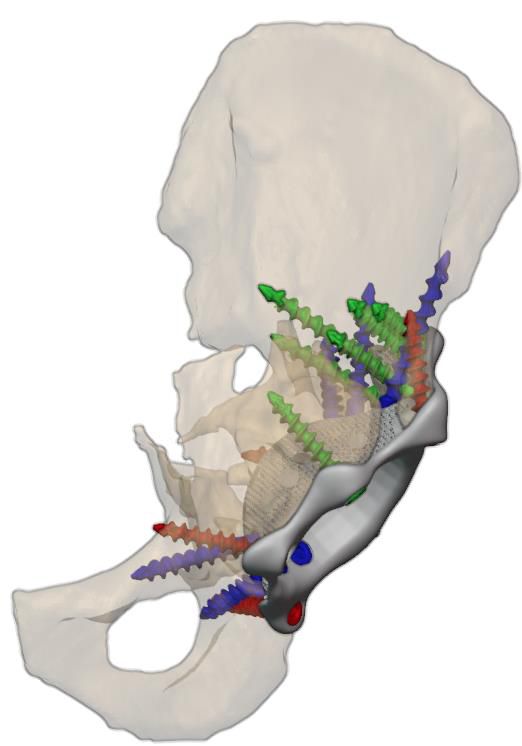 Posterior view