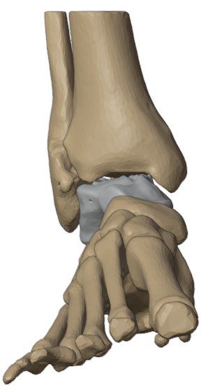 Anterior view