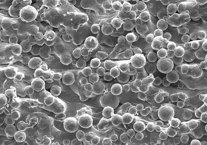 SEM of unpolished titanium